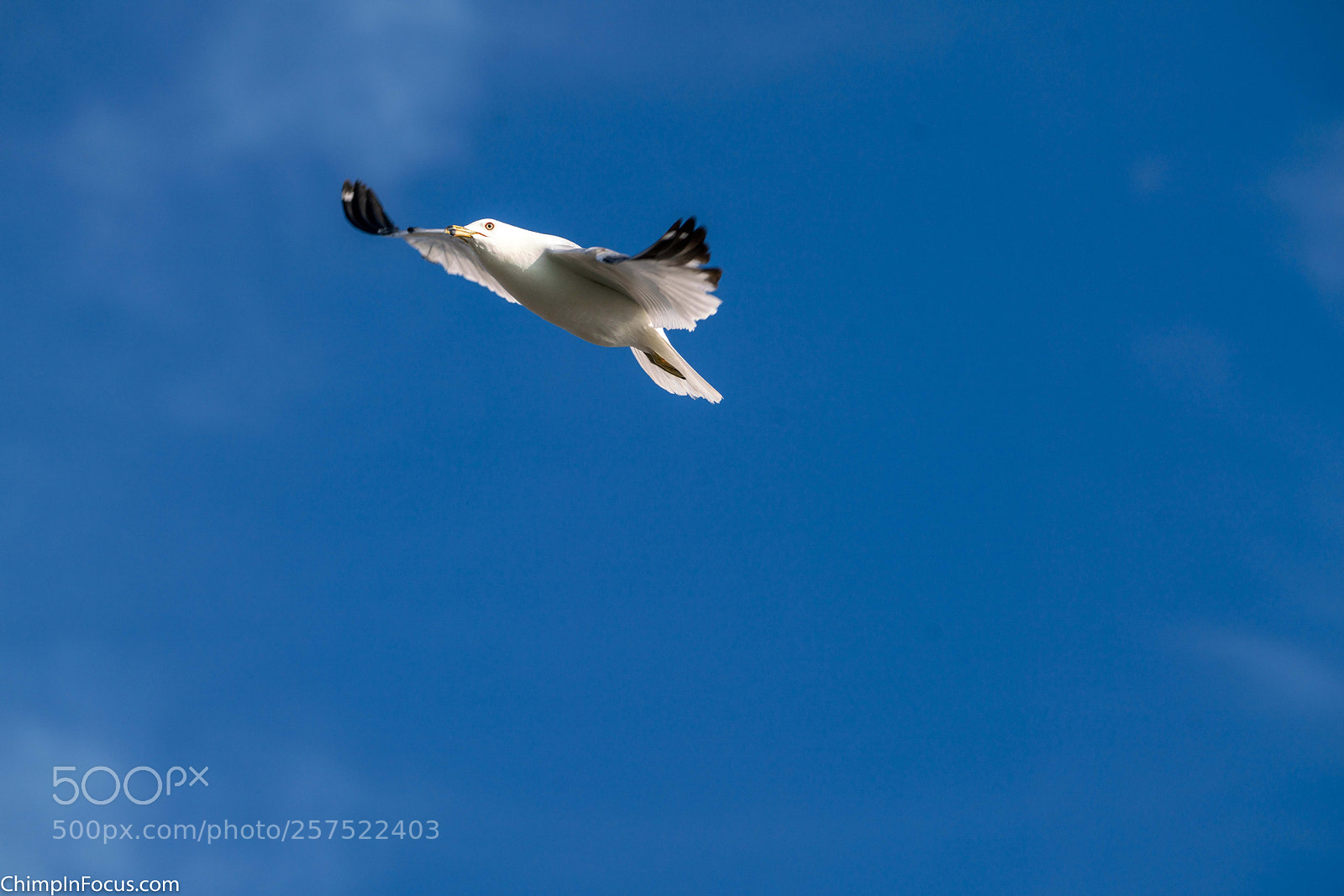 Sony a99 II sample photo. Gull in flight-13 photography