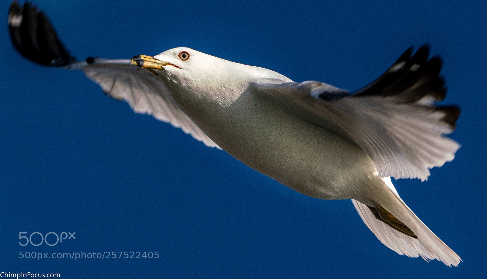 Sony a99 II sample photo. Gull in flight-14 photography