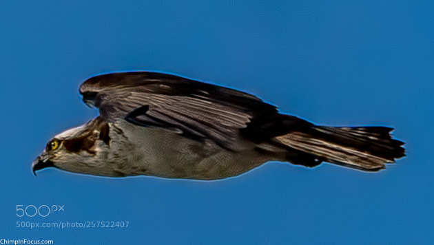 Sony a99 II sample photo. Hawk in flight (profile) photography