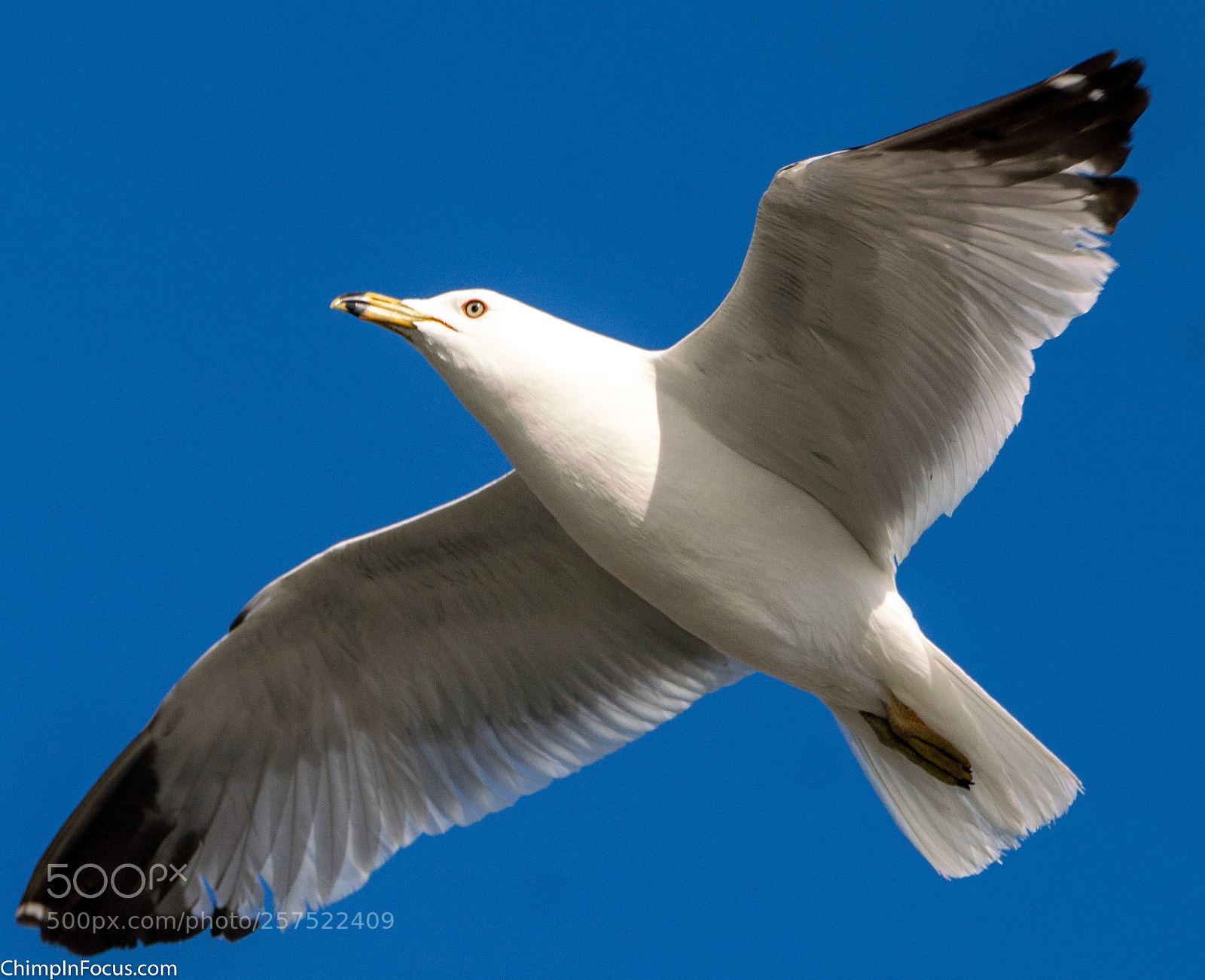 Sony a99 II sample photo. Gull in flight-16 photography