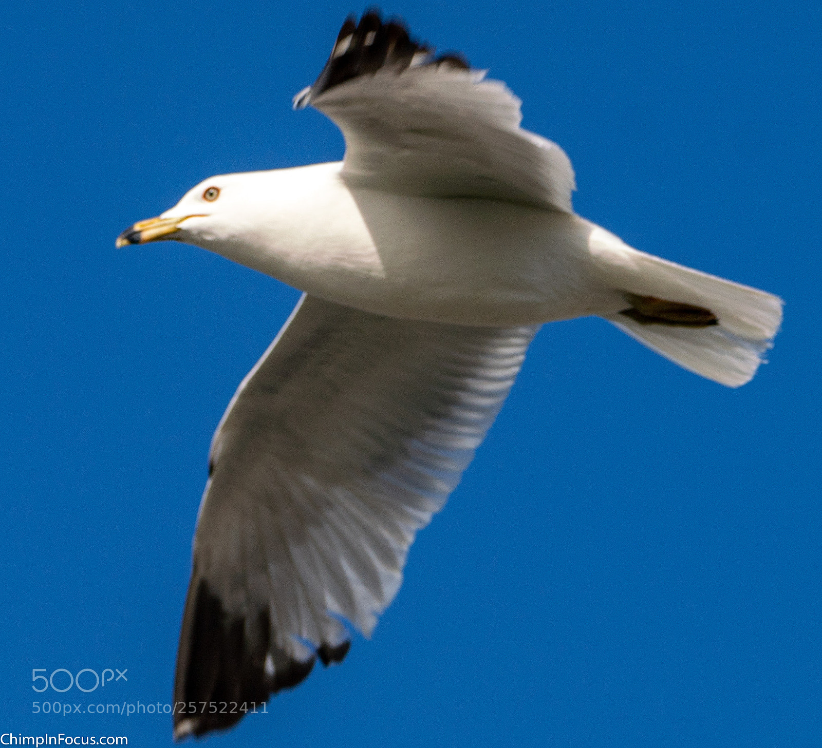 Sony a99 II sample photo. Gull in flight-17 photography