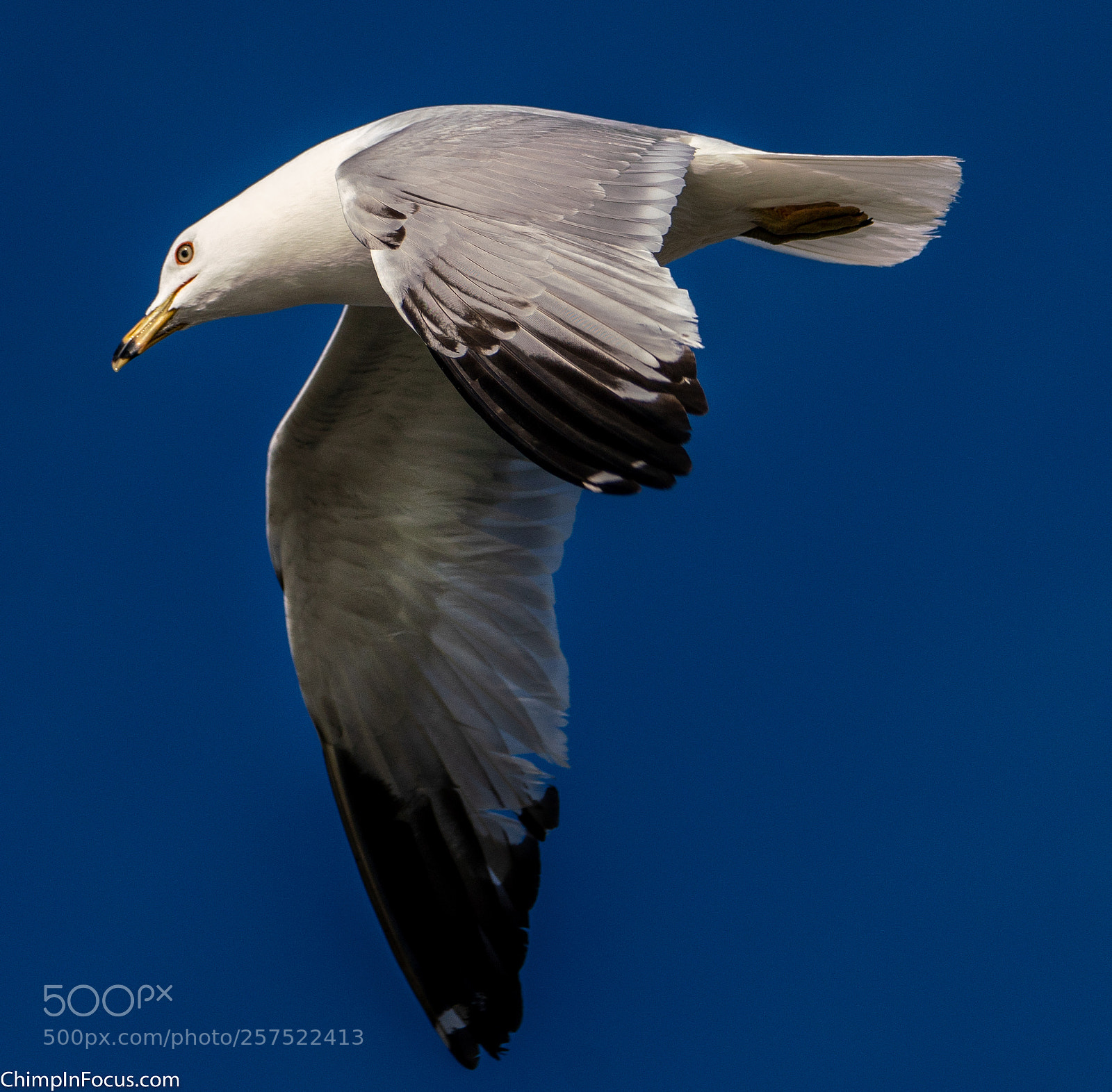 Sony a99 II sample photo. Gull in flight-15 photography
