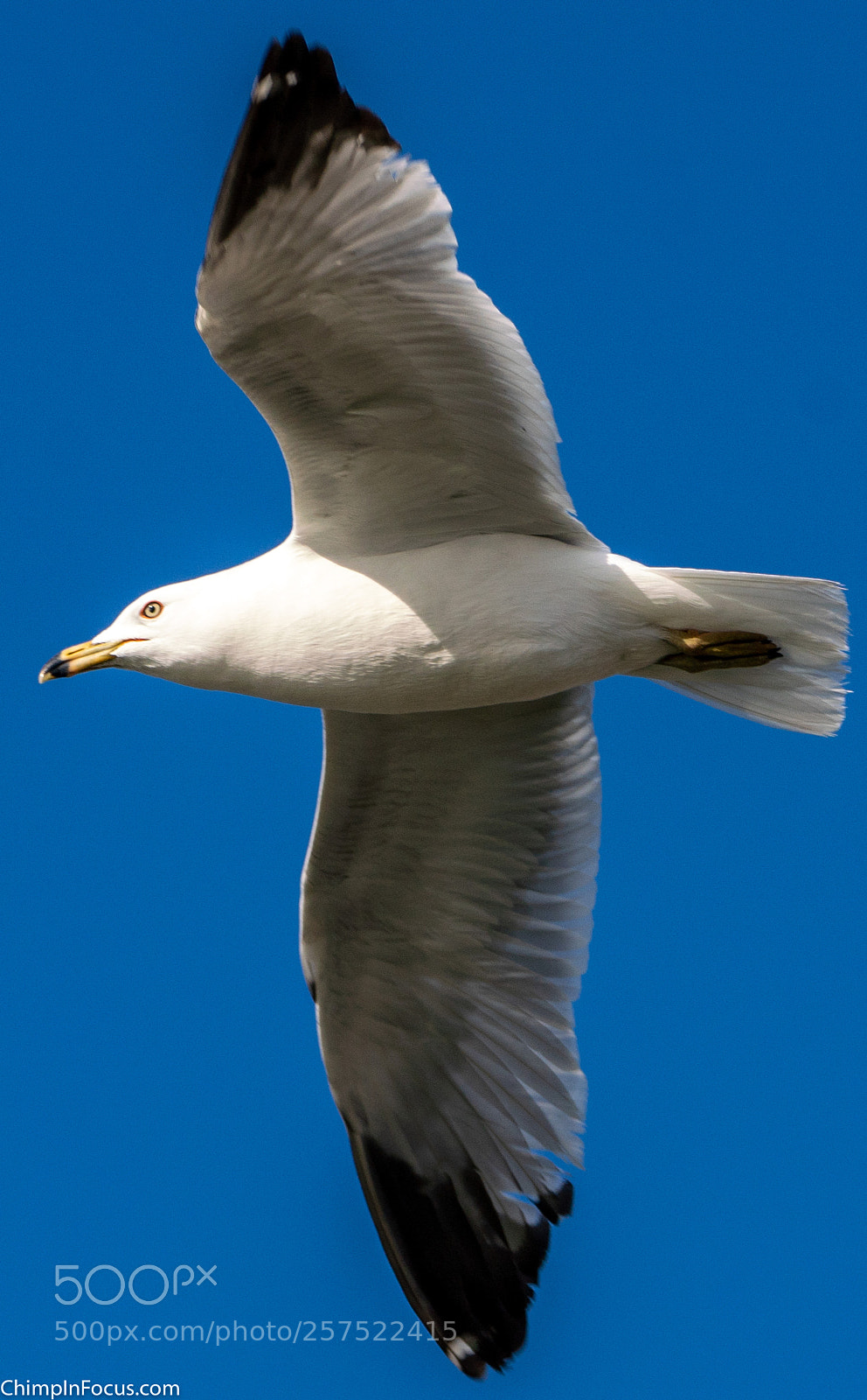 Sony a99 II sample photo. Gull in flight-18 photography