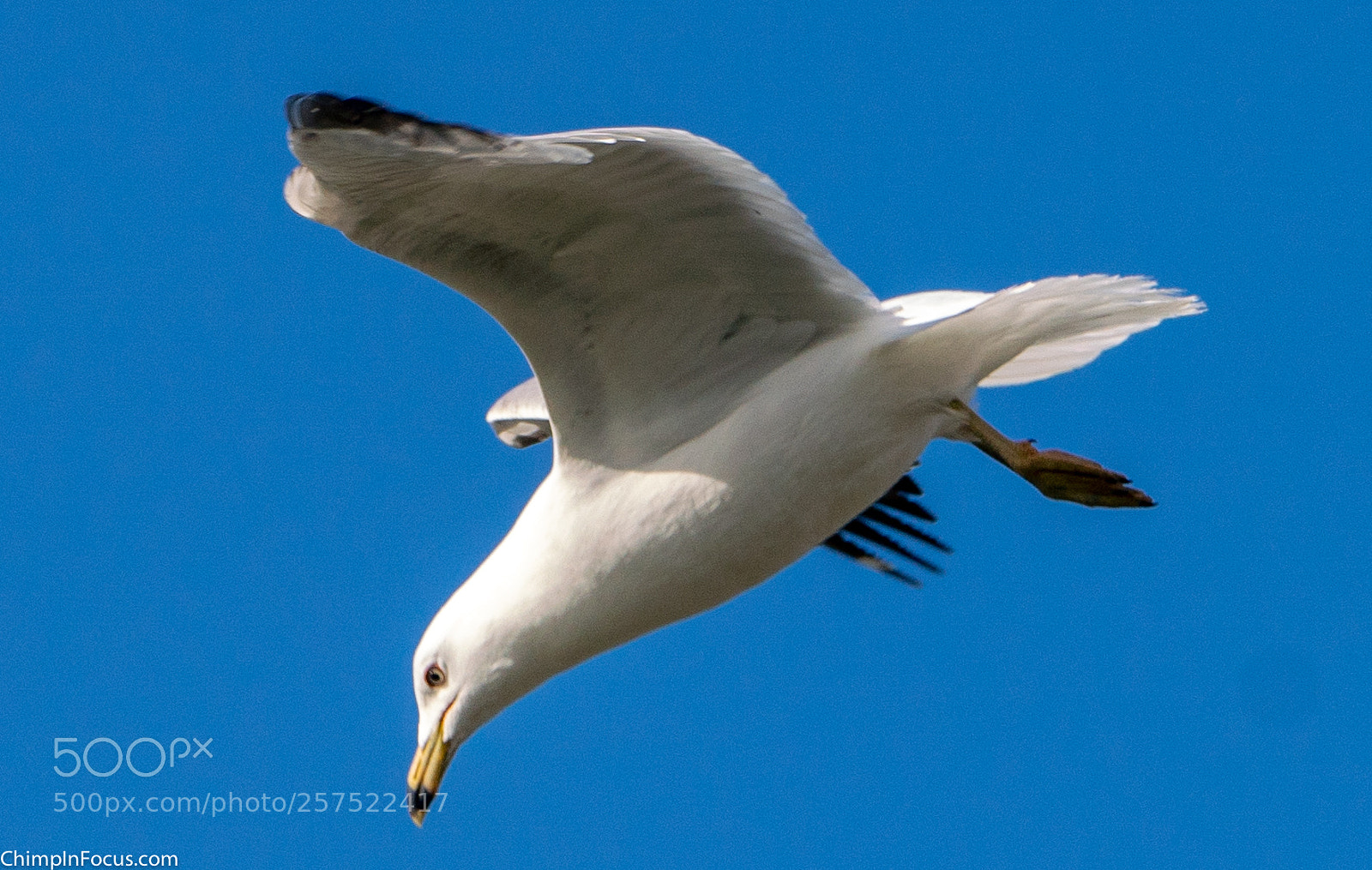 Sony a99 II sample photo. Gull in flight-19 photography