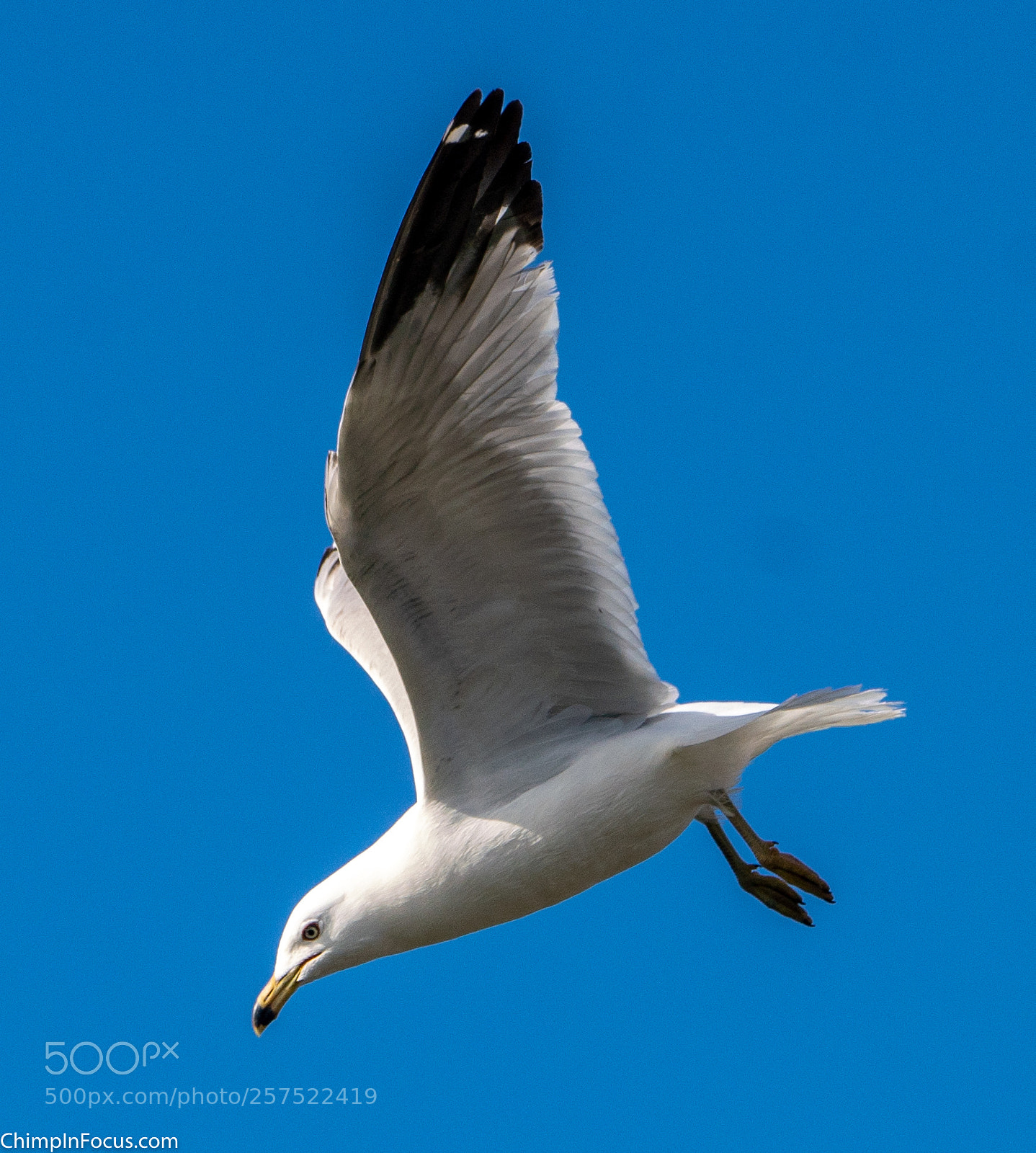 Sony a99 II sample photo. Gull in flight-20 photography