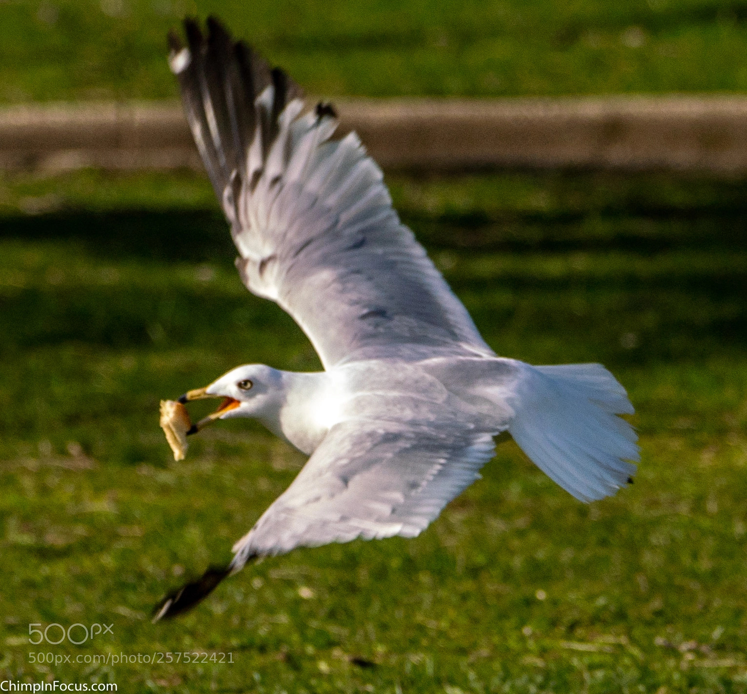 Sony a99 II sample photo. Gull in flight-23 photography