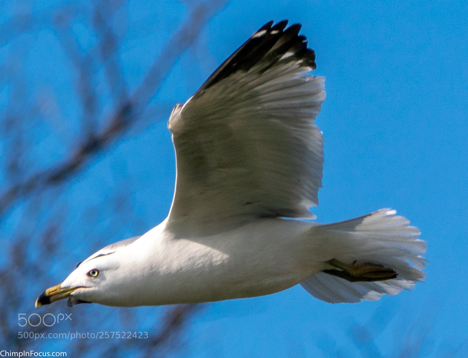 Sony a99 II sample photo. Gull in flight-22 photography