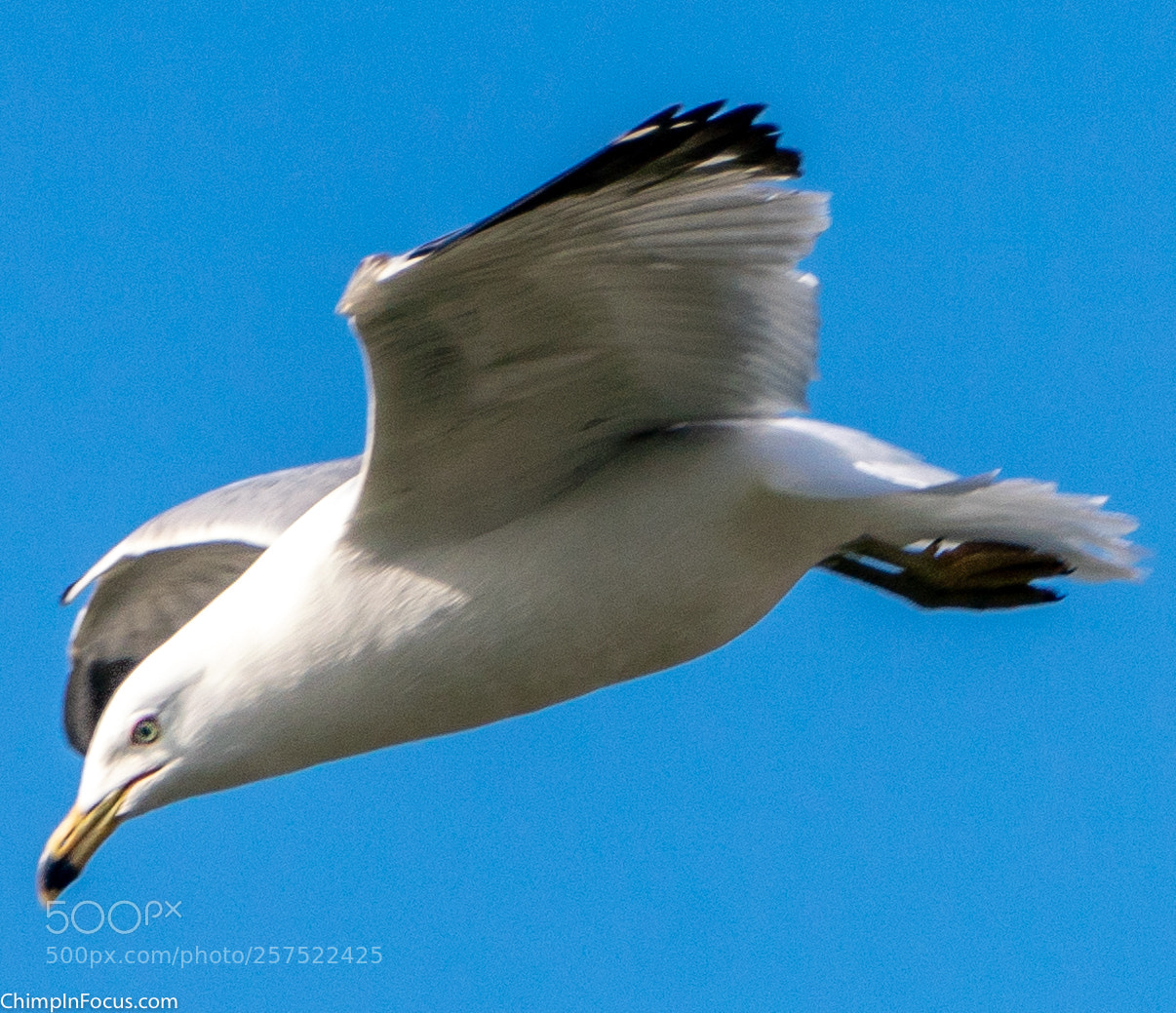 Sony a99 II sample photo. Gull in flight-21 photography