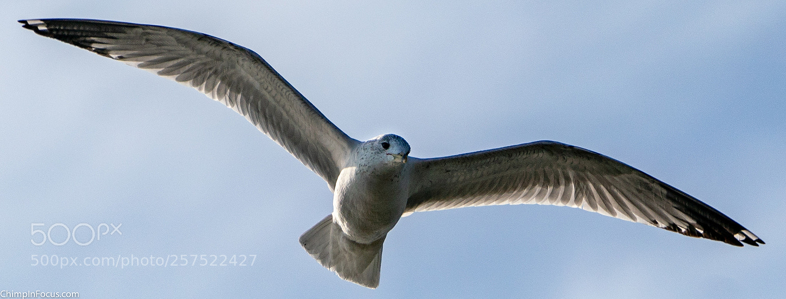 Sony a99 II sample photo. Gull in flight-26 photography