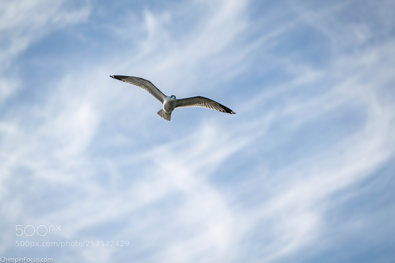 Sony a99 II sample photo. Gull in flight-25 photography