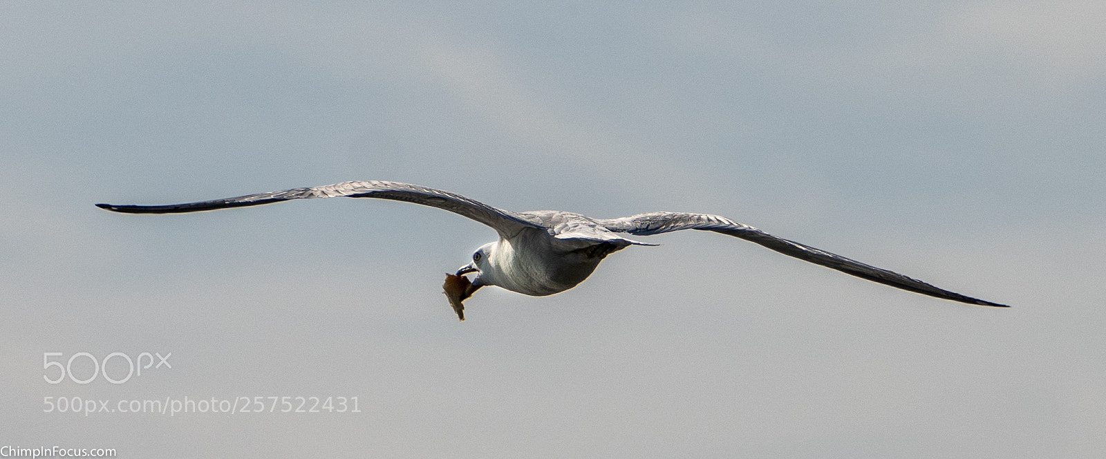 Sony a99 II sample photo. Gull in flight-01 photography