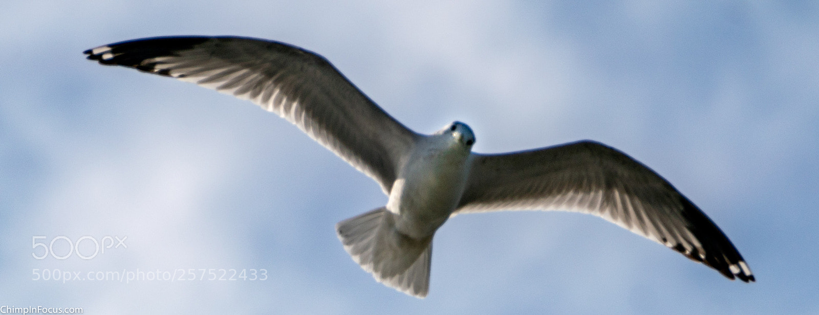 Sony a99 II sample photo. Gull in flight-27 photography