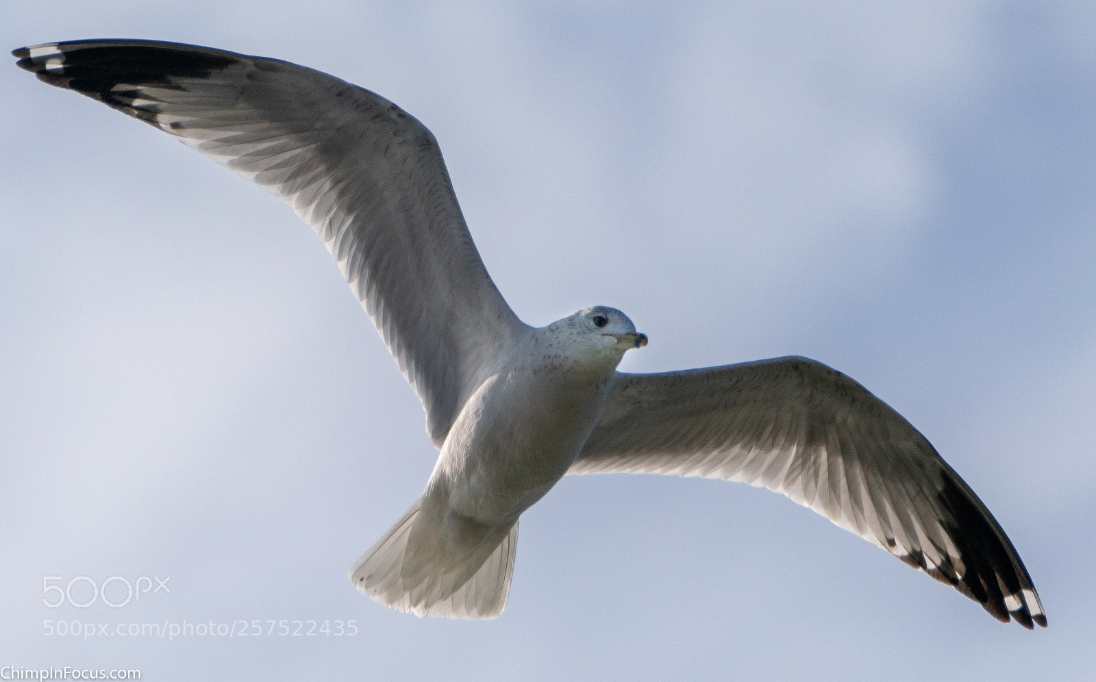 Sony a99 II sample photo. Gull in flight-28 photography