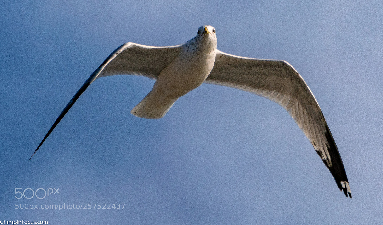Sony a99 II sample photo. Gull in flight-29 photography