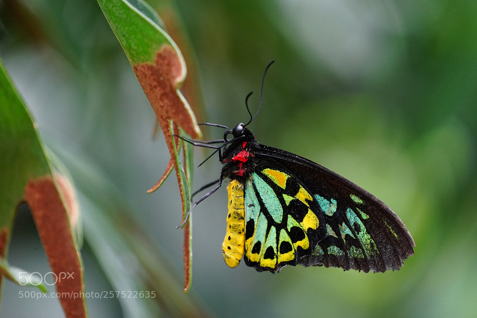 Sony a7 II sample photo. Butterfly photography