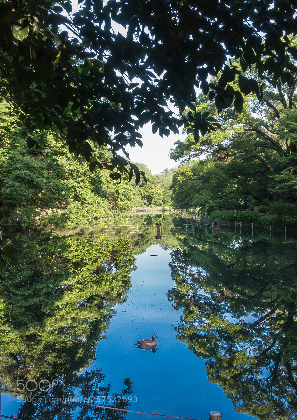 Sony Cyber-shot DSC-RX100 III sample photo. 水鏡　mirroring water photography