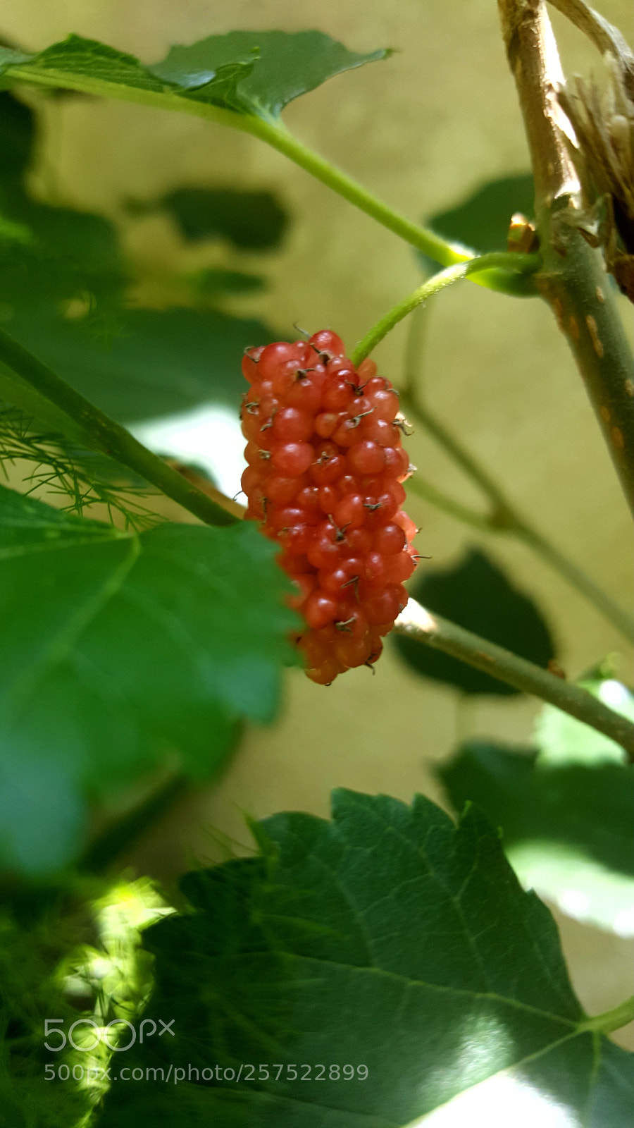 Samsung Galaxy Note5 sample photo. Jummy photography