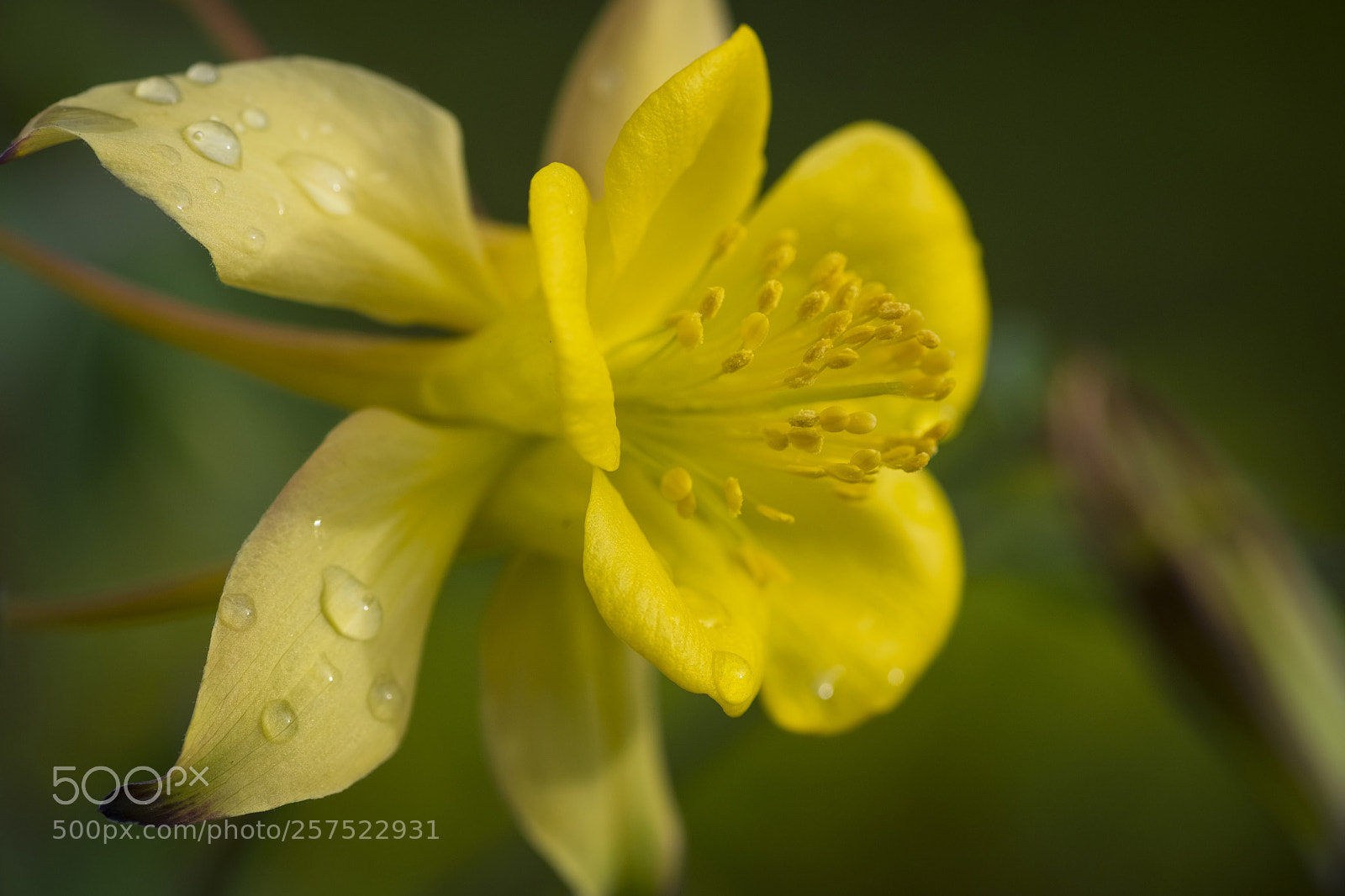 Fujifilm X-T20 sample photo. Columbine photography