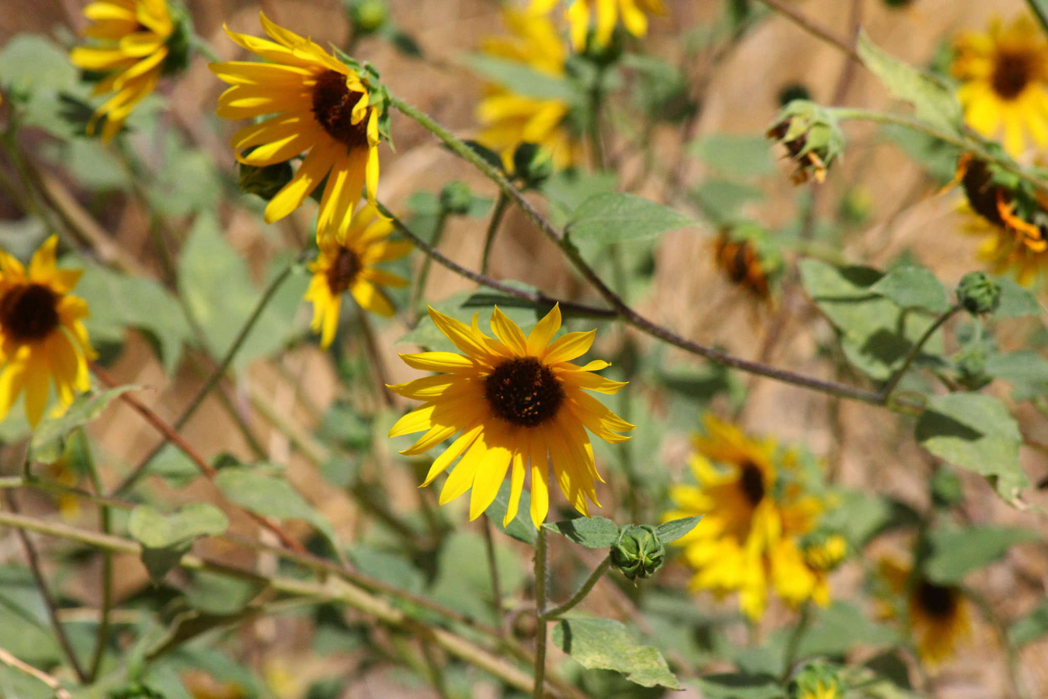 Canon EF 75-300mm f/4-5.6 sample photo