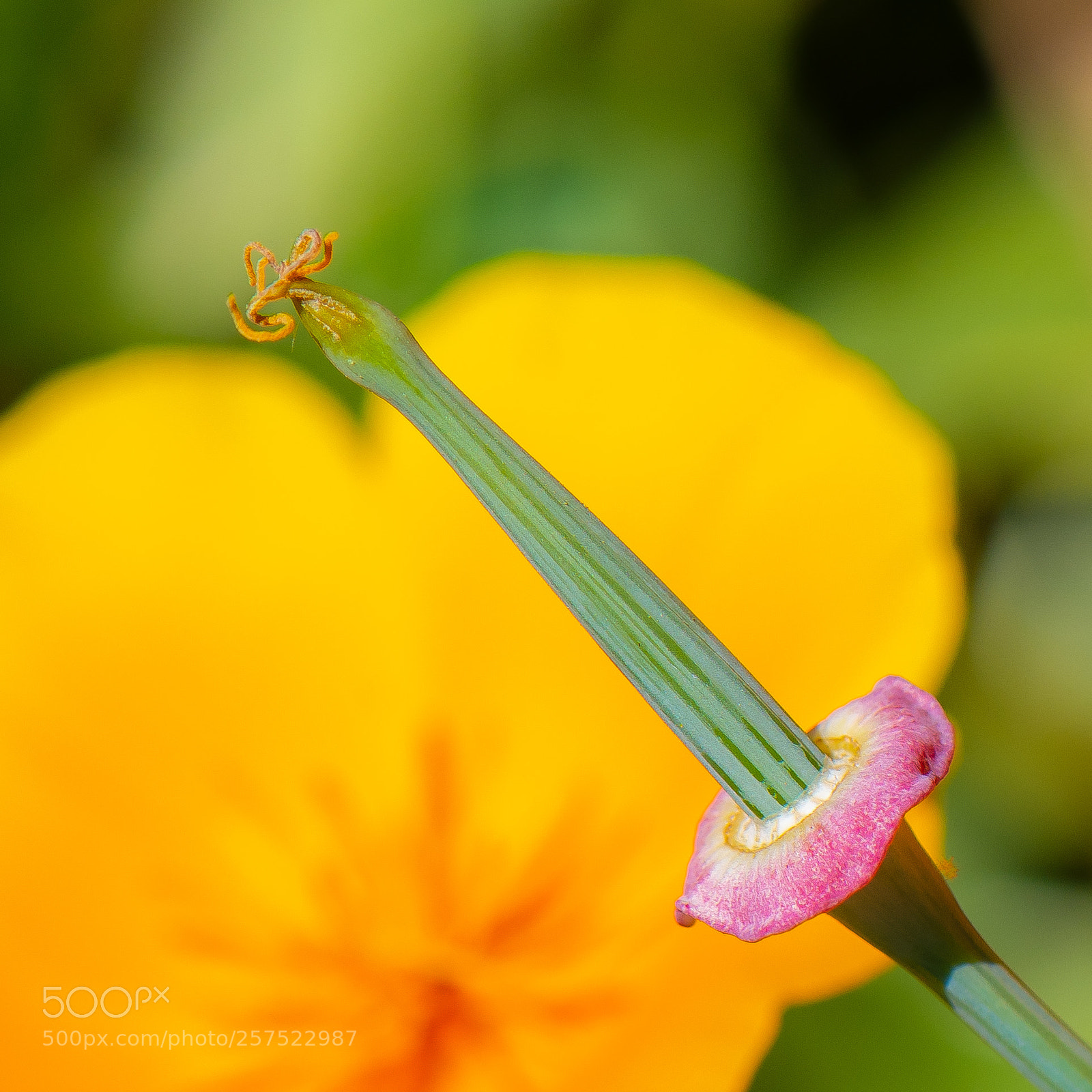 Nikon D850 sample photo. Poppy bud photography