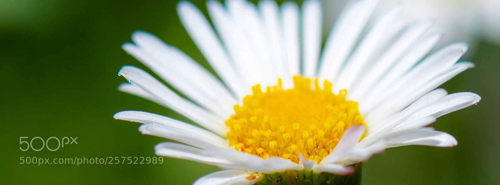 Nikon D850 sample photo. Erigeron karvinskianus photography