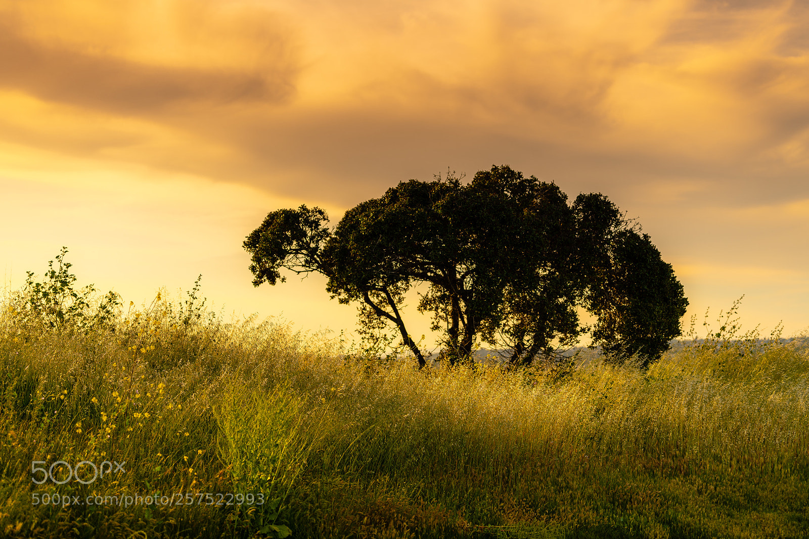 Nikon D850 sample photo. Golden hour photography
