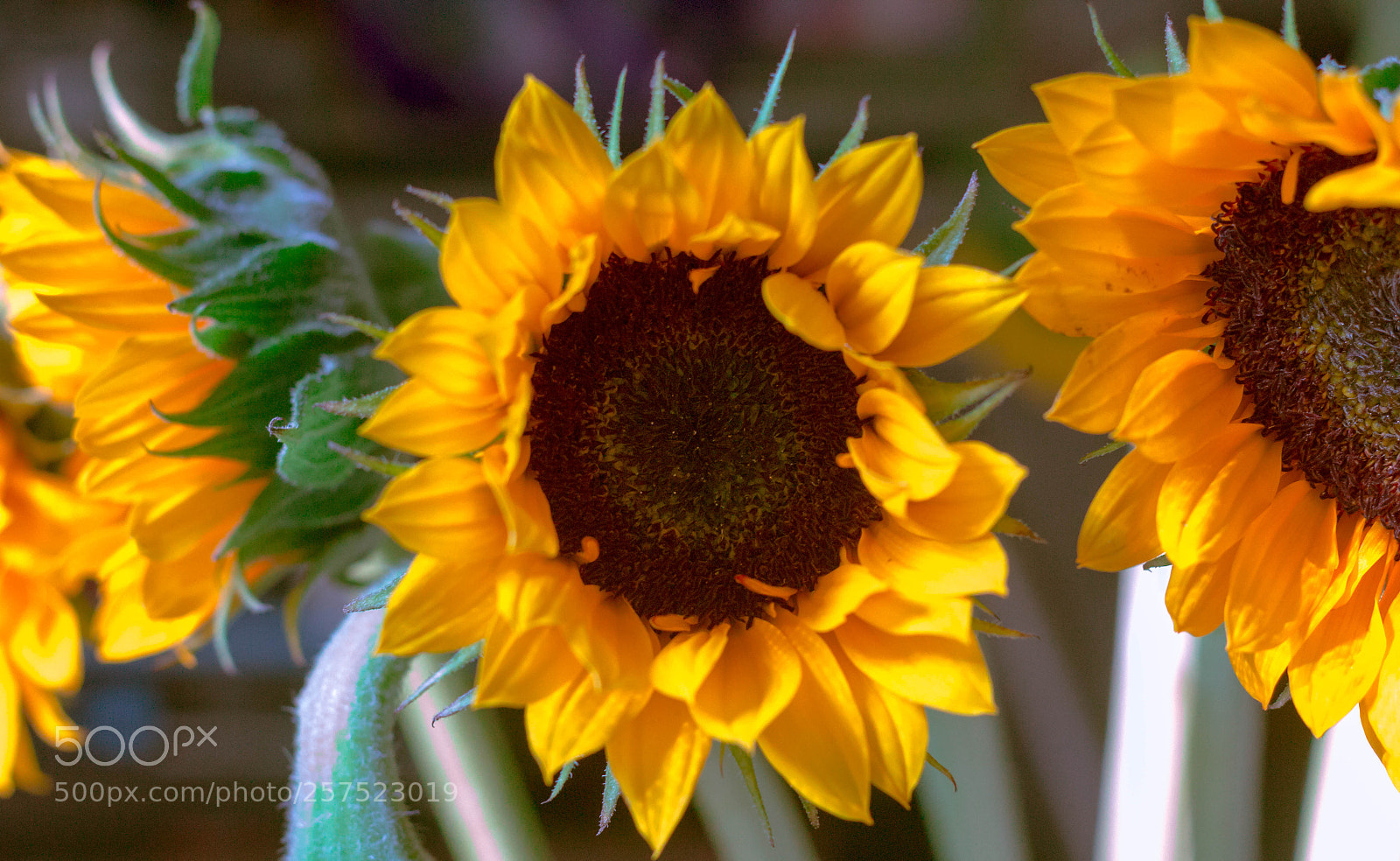 Canon EOS 1200D (EOS Rebel T5 / EOS Kiss X70 / EOS Hi) sample photo. Close-up of sunflowers photography