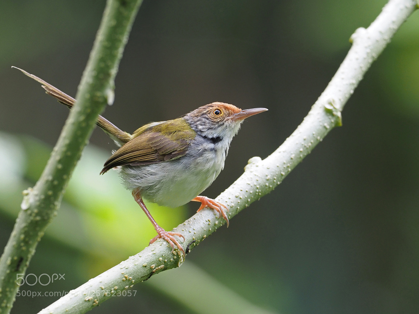 Olympus OM-D E-M1 Mark II sample photo. Common tailorbird photography