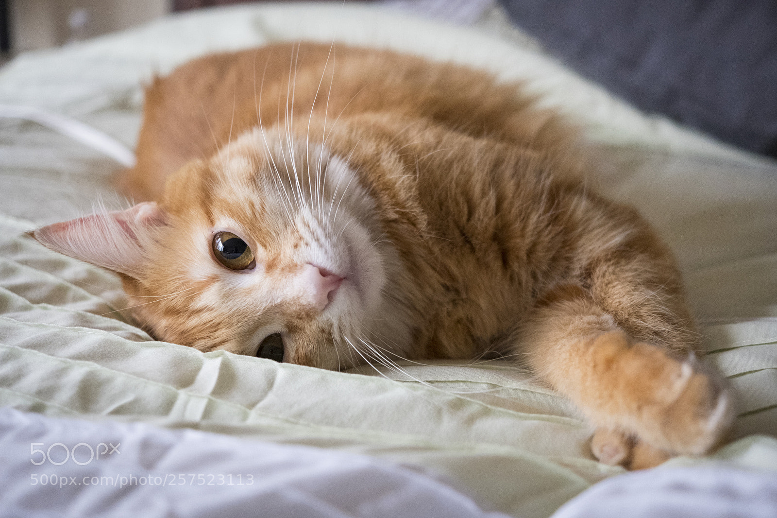 Fujifilm X-T20 sample photo. The savage beast photography
