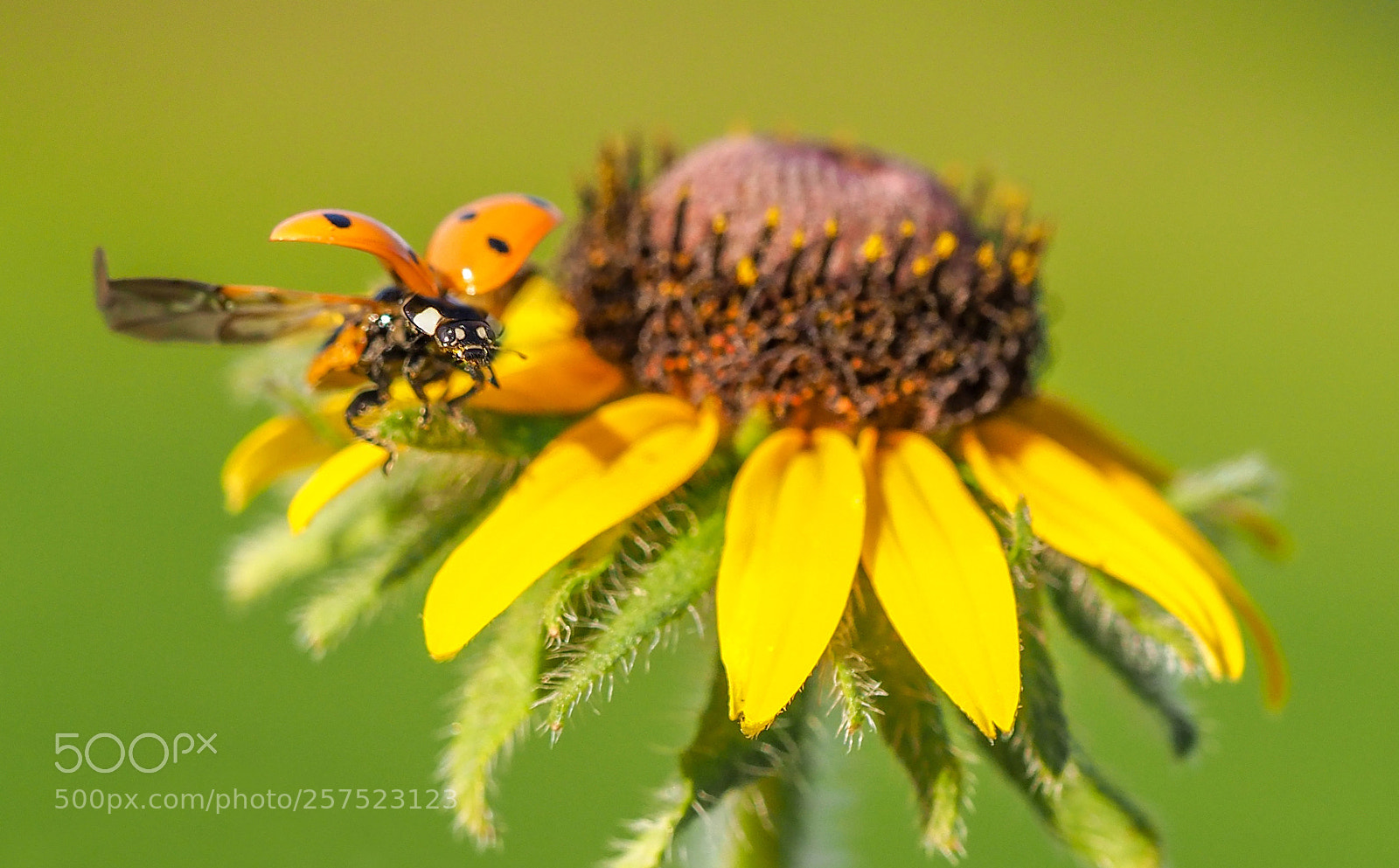 Olympus OM-D E-M1 Mark II sample photo. Ladybug photography