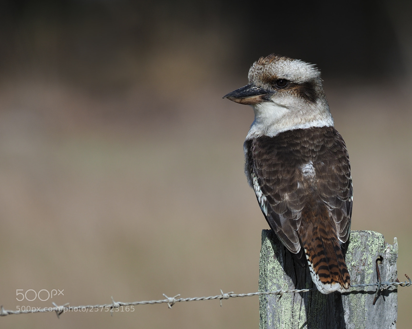Olympus OM-D E-M1 Mark II sample photo. Laughing kookaburra photography