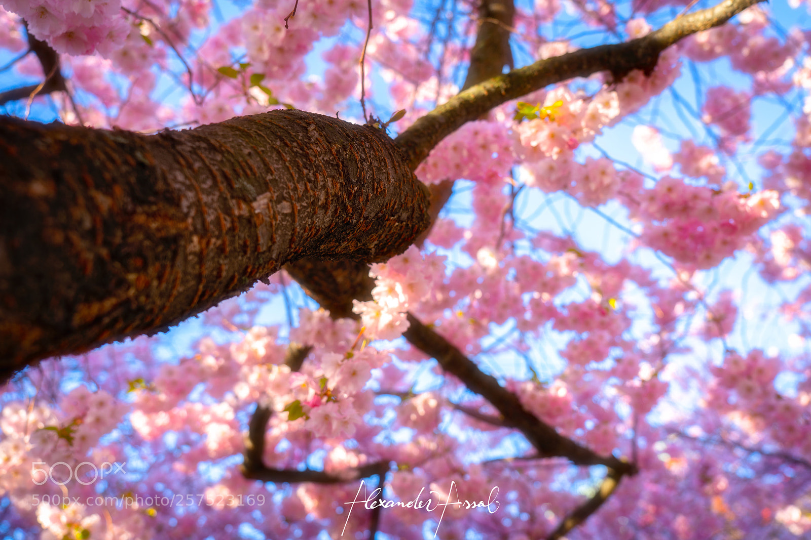 Sony a7R II sample photo. Beautiful trees.. photography
