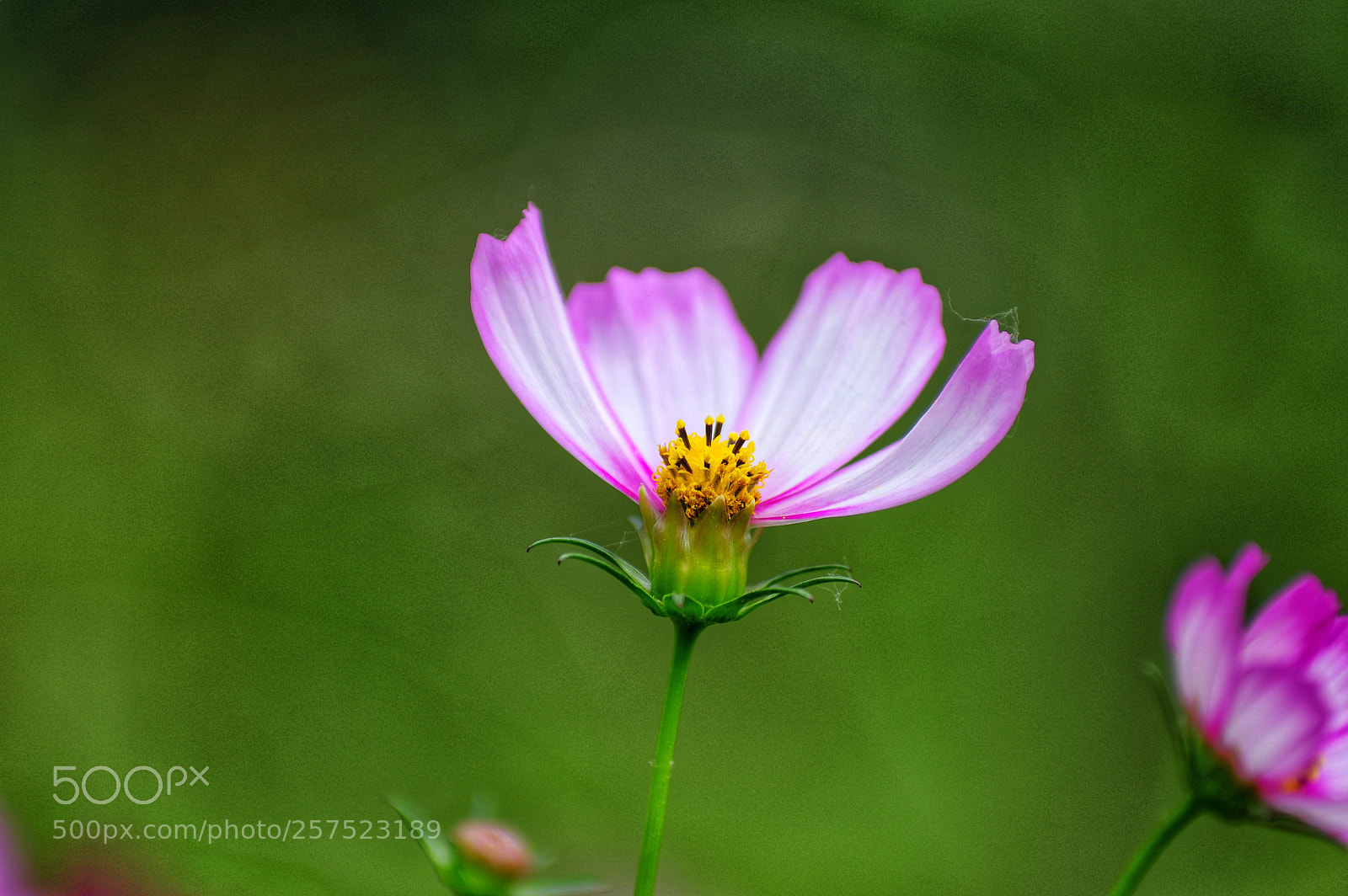 Pentax K-3 II sample photo. Untitled photography