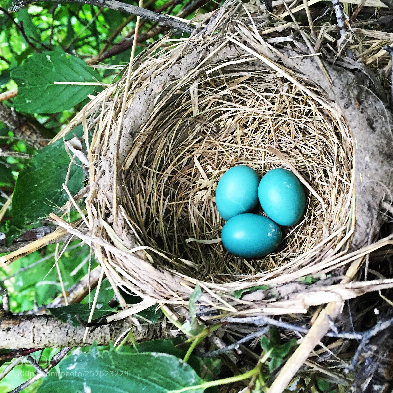 Apple iPhone 6 sample photo. For the birds  photography