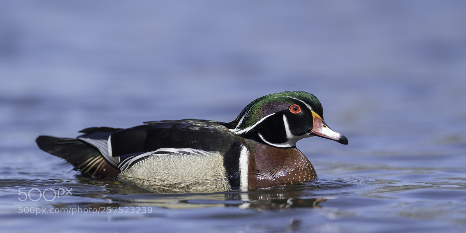 Nikon D850 sample photo. A male wood duck... photography