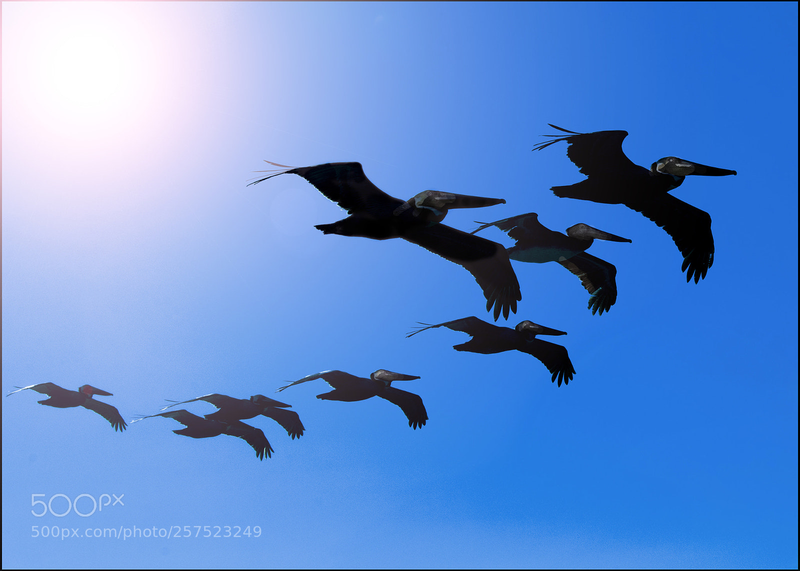 Nikon D810 sample photo. Riding the thermals photography