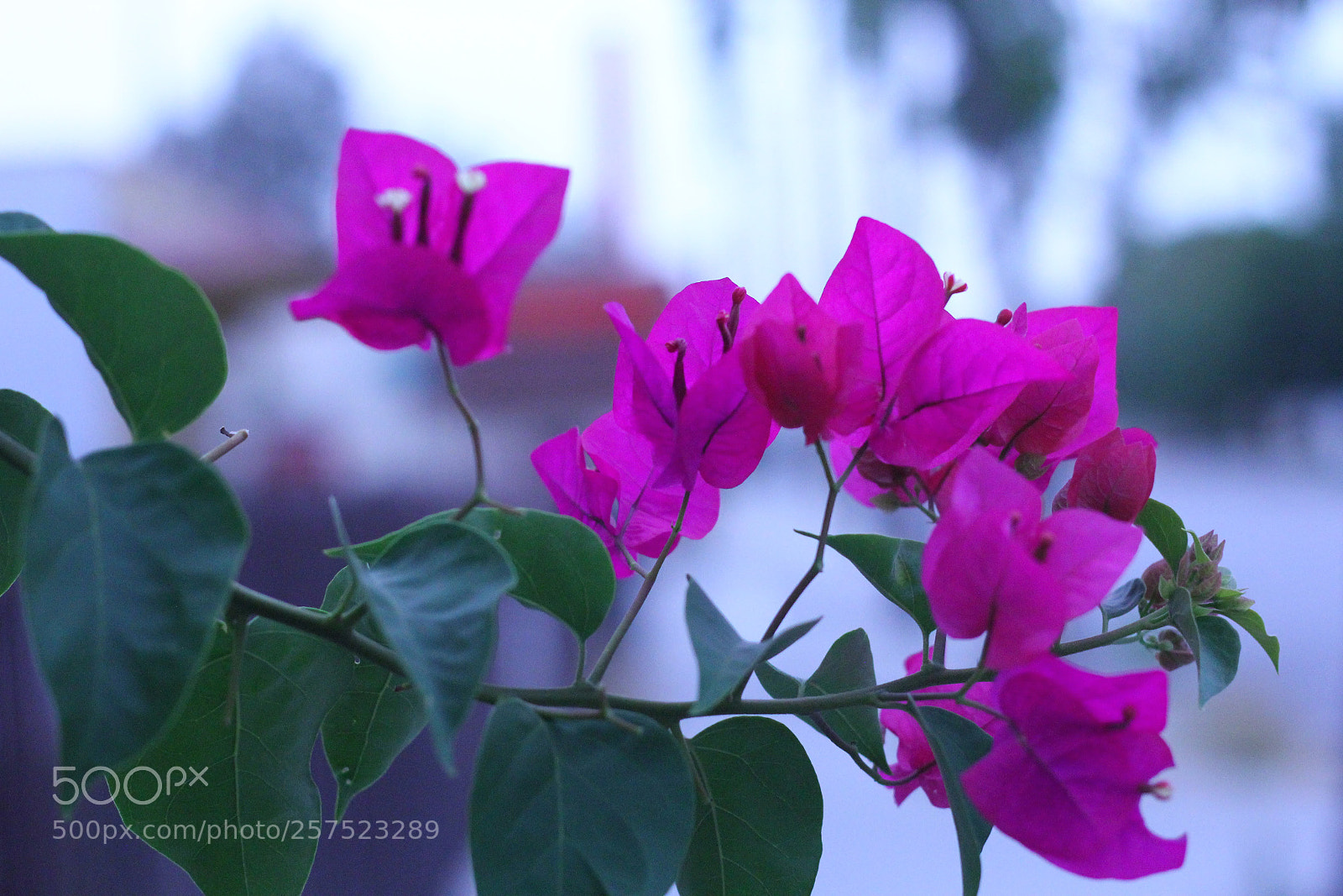 Canon EOS 60D + Canon EF 50mm F1.8 STM sample photo. Untitled photography