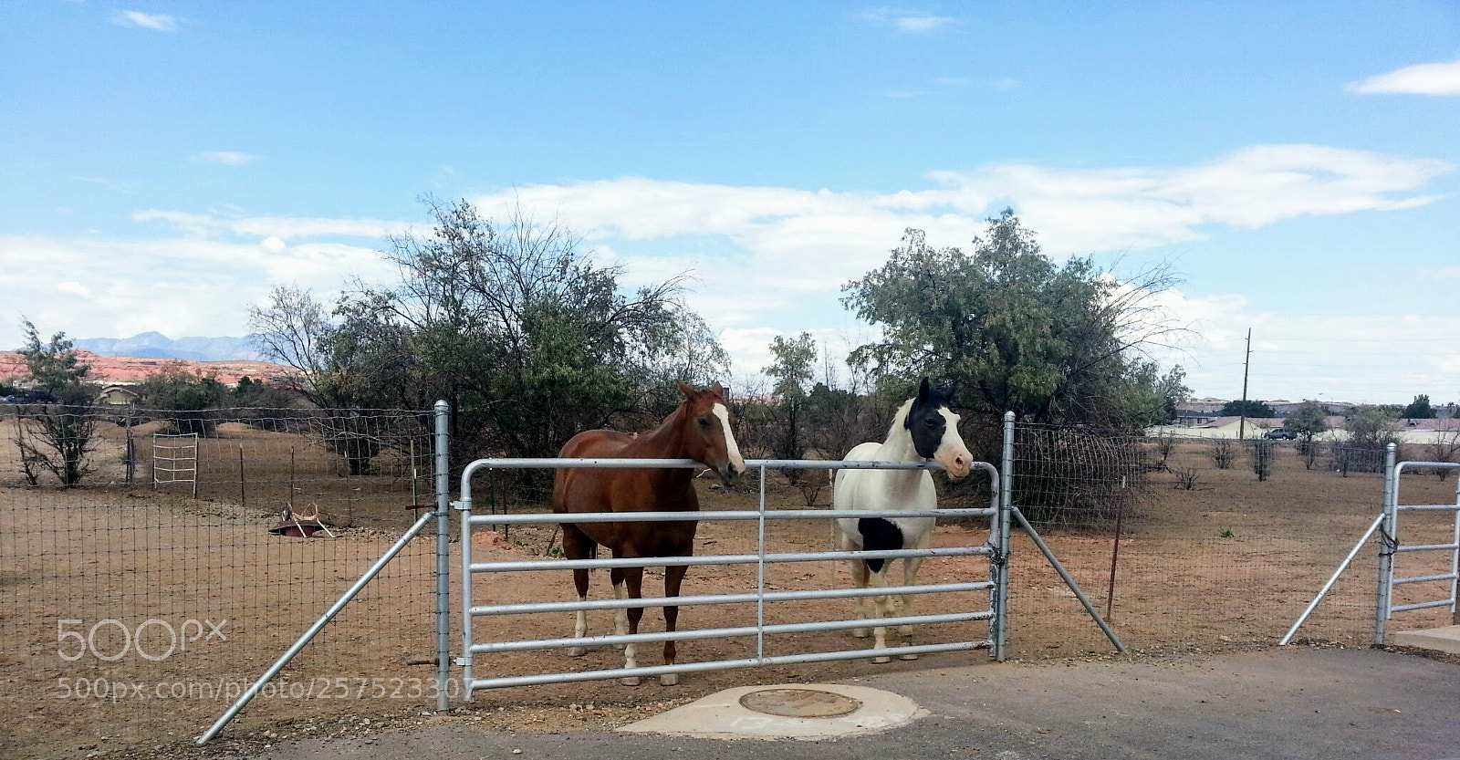 Samsung Galaxy Note2 sample photo. Horses photography