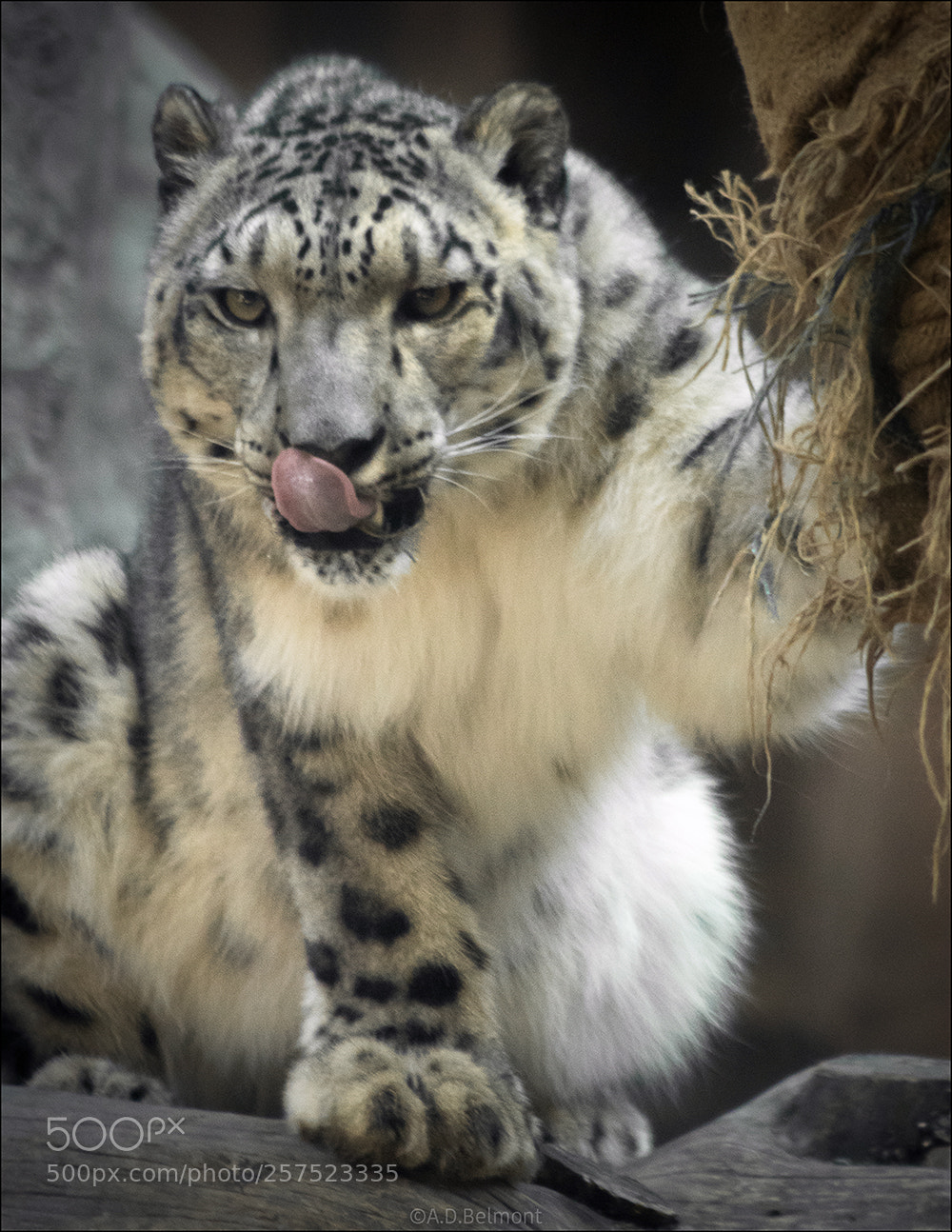 Canon EOS 77D (EOS 9000D / EOS 770D) sample photo. Snow leopard photography