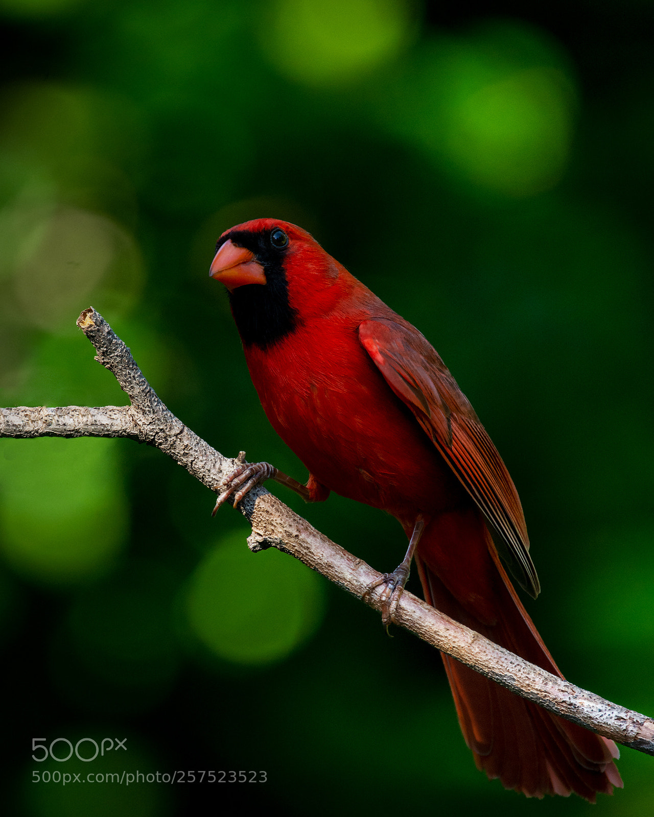 Nikon D7100 sample photo. Red bird photography