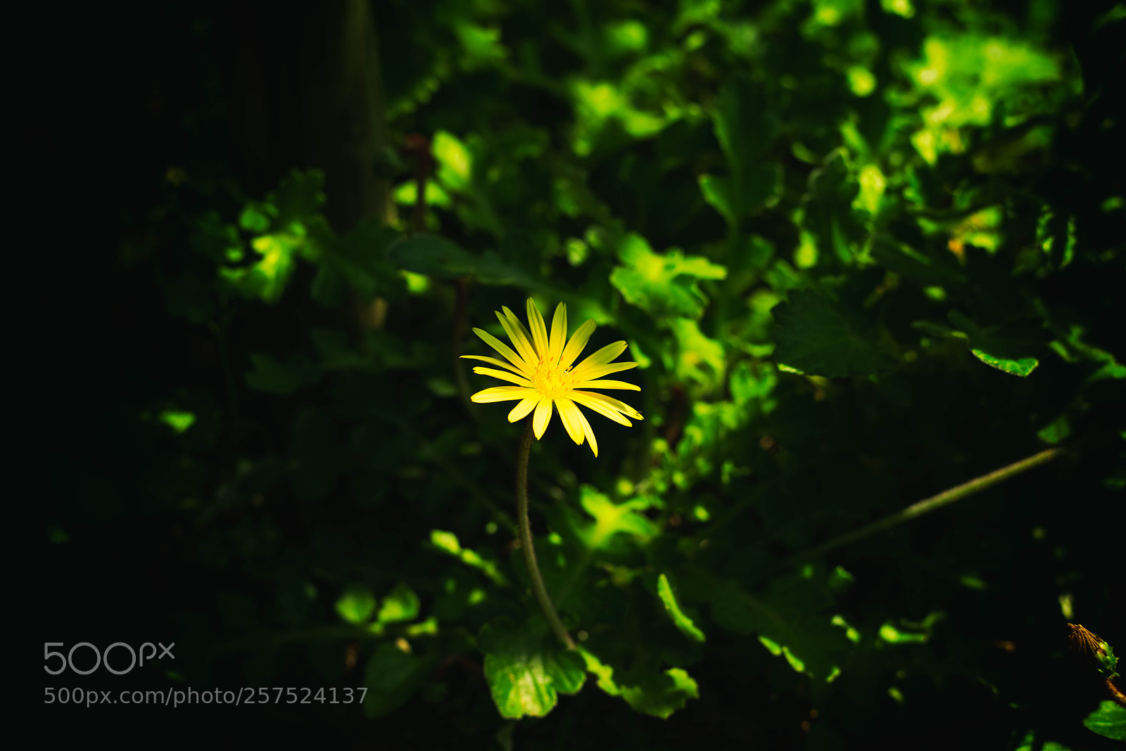 Nikon D810 sample photo. Osaka_20180505_01 photography