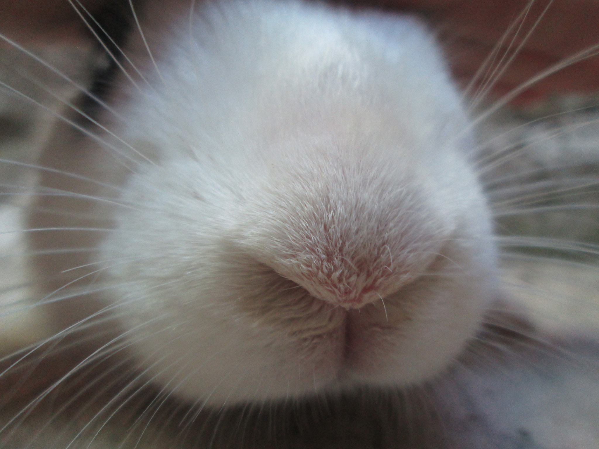 Canon PowerShot A2300 sample photo. Bunny bigotes photography