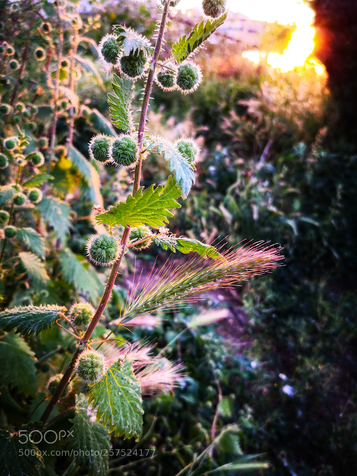 HUAWEI Mate 10 Pro sample photo. Nettle photography