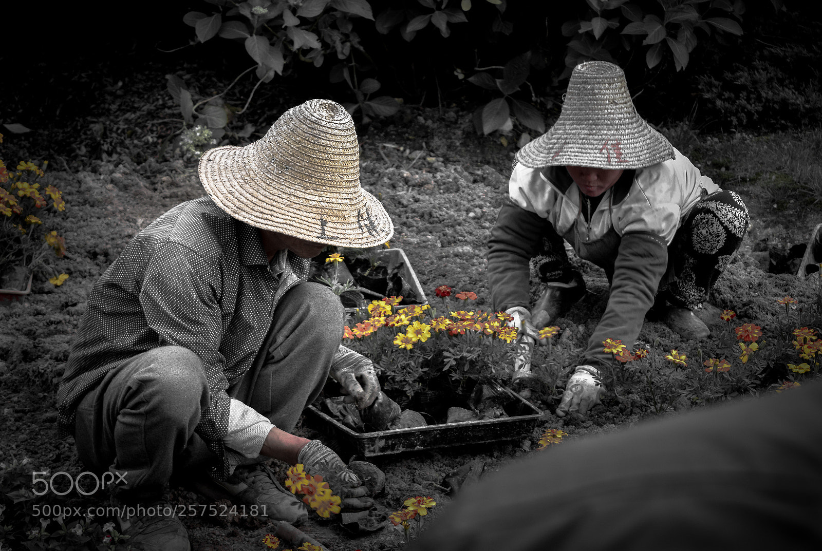 Nikon D3300 sample photo. Flower workers photography