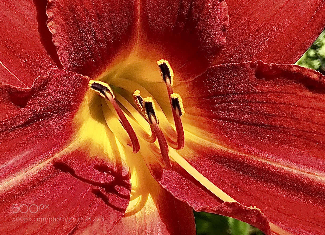 Apple iPhone 6 Plus sample photo. Red lily photography