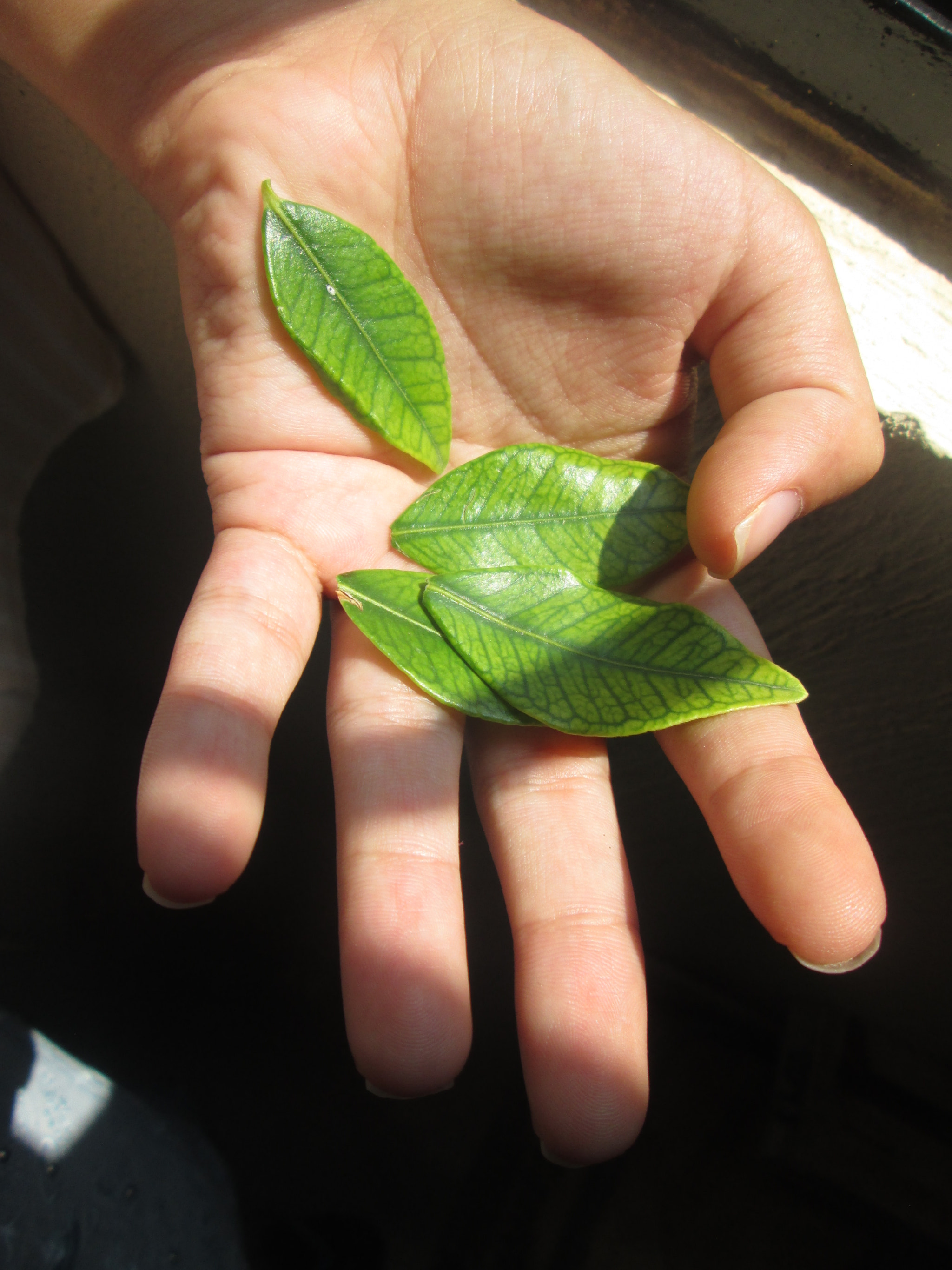 Canon PowerShot A2300 sample photo. The world in your hands photography