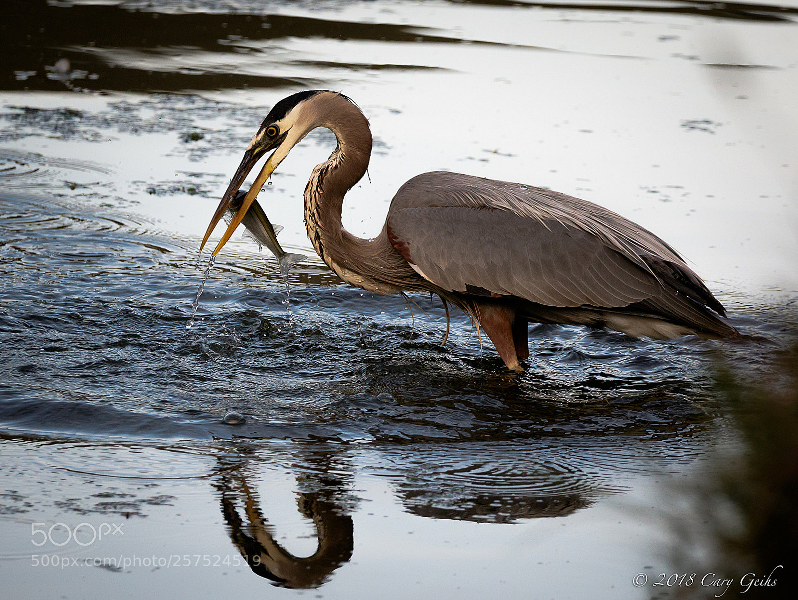 Canon EOS 7D Mark II sample photo. Fishing’s good! photography