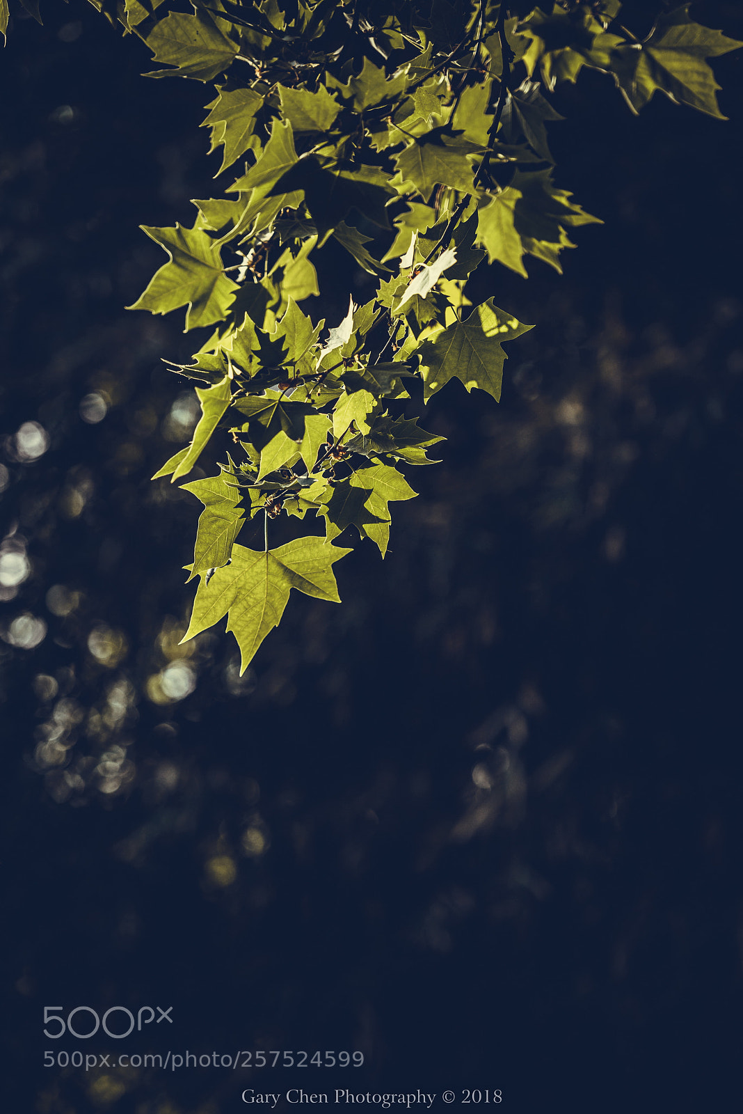 Nikon D810 sample photo. The sunlight in the photography