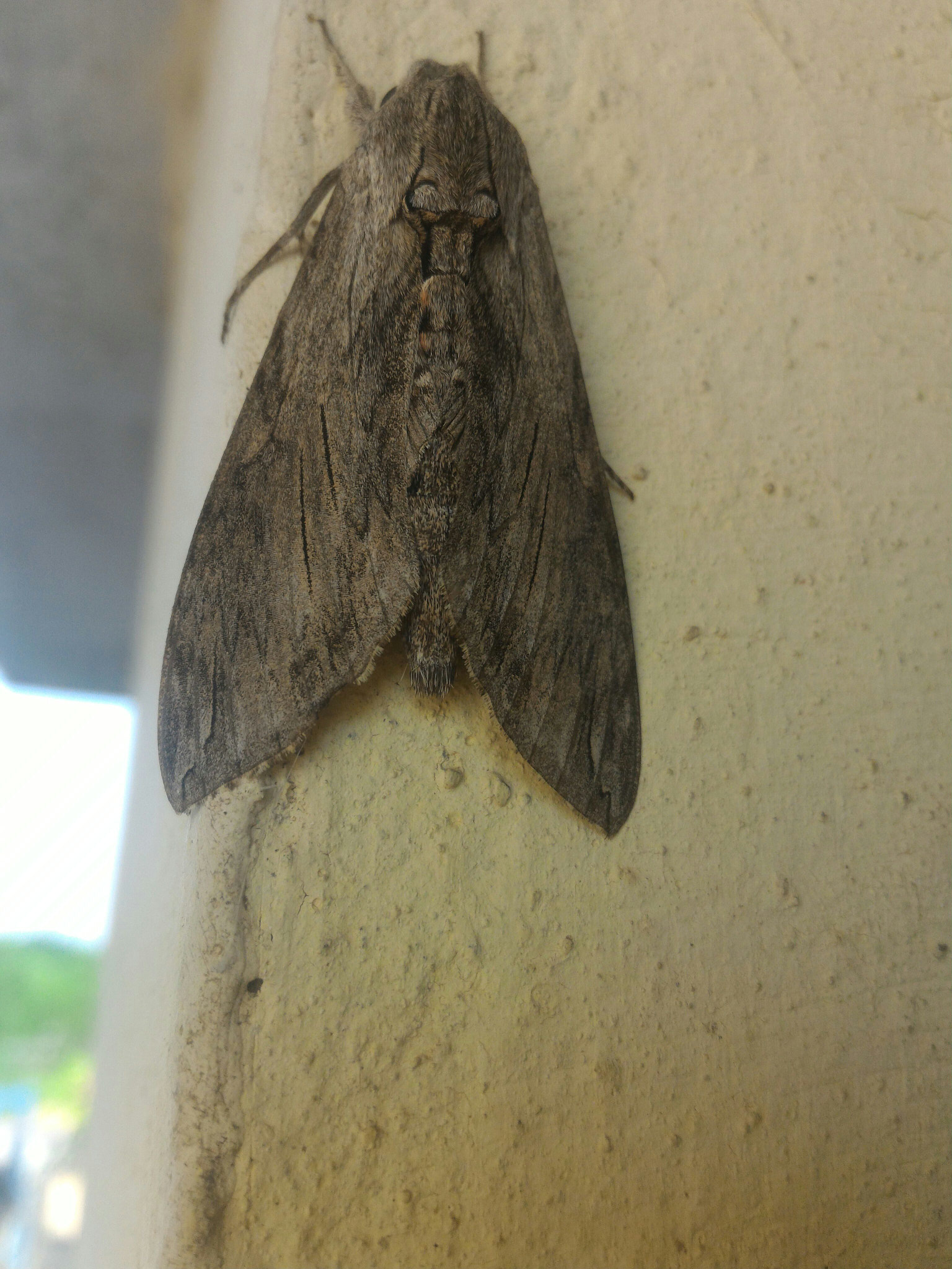 ASUS ZenFone 2 (ZE551ML) sample photo. Jpeg photography