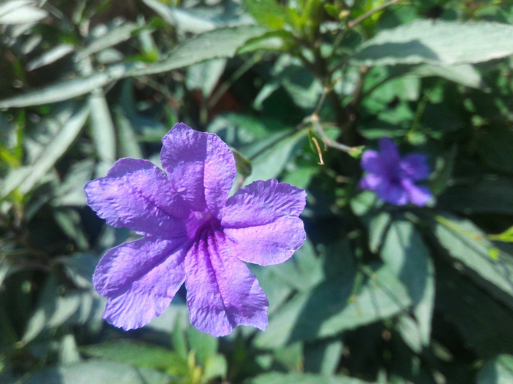 ASUS ZenFone 2 (ZE551ML) sample photo. Jpeg photography